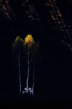 Three birch trees and a cow