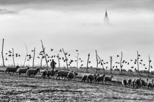 B&W Sheep in Vurpar