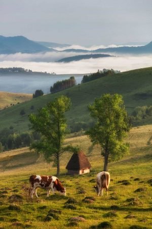 Dumesti - Apuseni Mountains - Romania