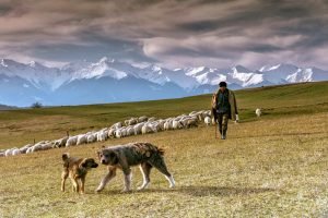 Fofeldea - Published in National Geographic