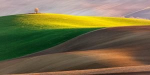 Fields in Moravia