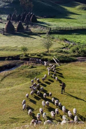 Flock of Sheep in Fundatura Ponorului