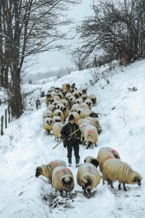 Sheep in the Winter