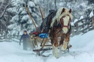 Horse with Sleigh in Bucovina