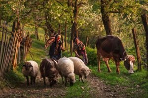 Rural Life - Ponoarele