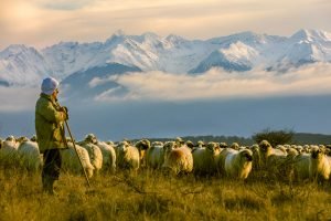 Colinele Transilvaniei