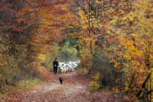 Shepherd in the woods