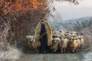 Romanian Shepherd