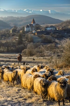 Shepherd near Somartin