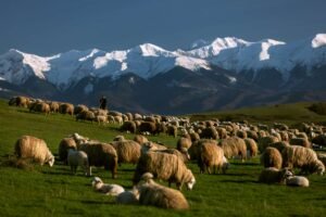 Transylvanian Hills 3